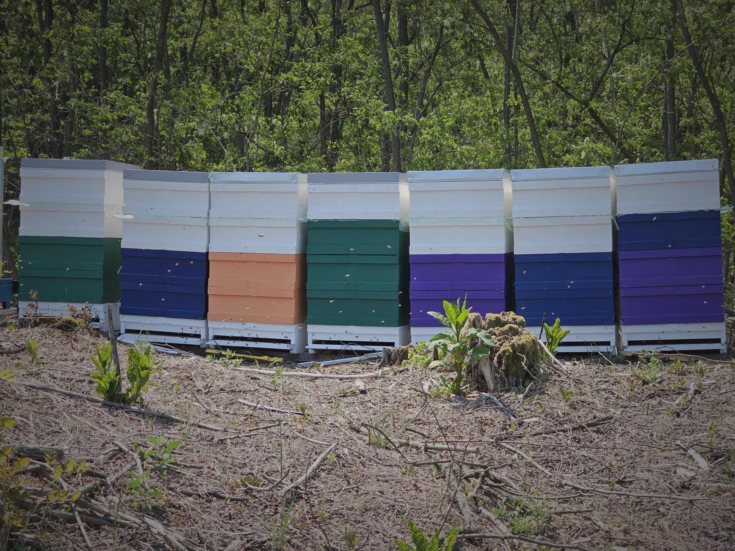 bee hives